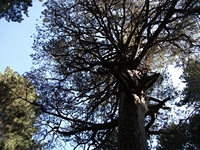 ppinazzu-20110828 010